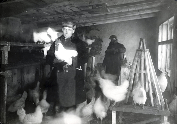 After initial attempts to collectivize even livestock, individual families were allowed to keep a few sheep, two cows, and up to 100 chickens. These were provisioned through Agro-Joint and paid for with interest-free loans. Colonists in Krivoy Rog raised Leghorns, a breed of chickens unrivalled in egg production. Ukraine, c. 1934, <em> NY_43566 (from YIVO)</em>.