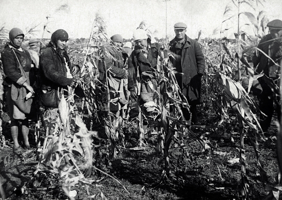 Agro-Joint agronomists introduced diversification of crops to avert further food shortages and improve productivity in the colonies. American corn was used as a partial replacement for wheat, the main subsistence crop in the Ukraine. Corn had a longer planting season and greater resistance to the drought-prone climate of snowless winters and rainless summers. Unlike wheat, it could be planted in separate rows and weeded; it required a fifth as much seed for equal caloric food value; and its stalks could be used for cattle fodder. Members of an Odessa colony experimenting with corn. Ukraine, 1928, <em> NY_43878 (from YIVO)</em>.